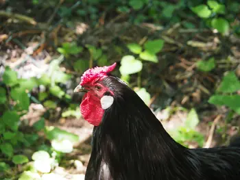 NaturOparC Hunawihr, Alsace (France)